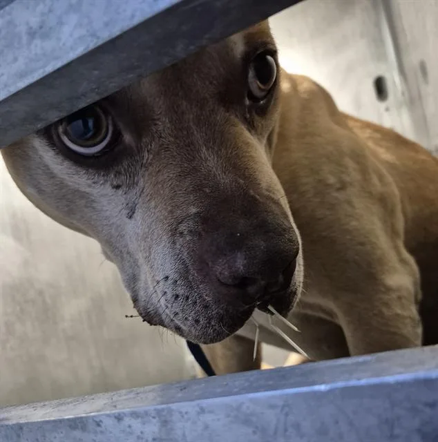 An adult large-sized male Boxer dog named Peter Quil for adoption in San Antonio, TX