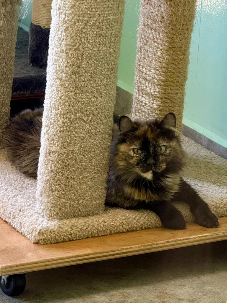 A young medium-sized female Domestic Short Hair cat named Tamara for adoption in Lunenburg, MA