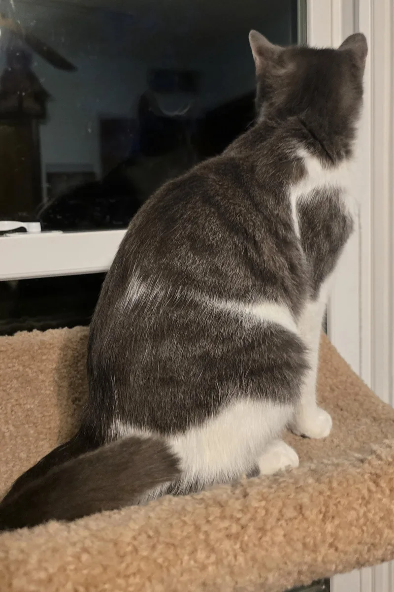 An adult medium-sized female Domestic Short Hair cat named Delilah for adoption in Wadsworth, OH