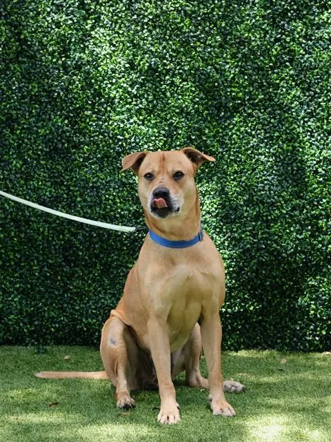 An adult medium-sized male Terrier dog named Troy for adoption in Naples, FL