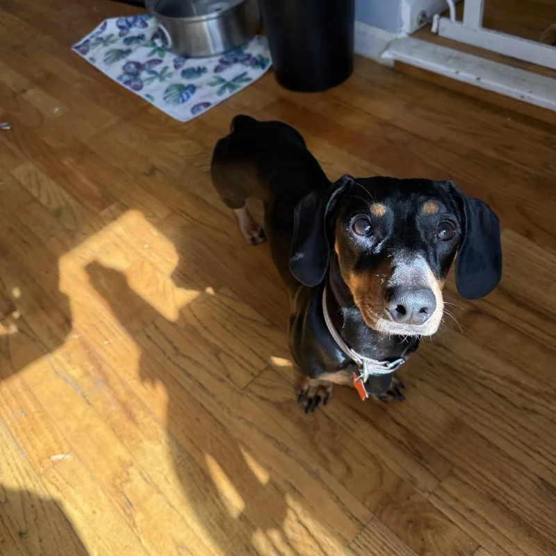 An adult medium-sized male Black Miniature Dachshund dog named Gino for adoption in Oceanside, NY