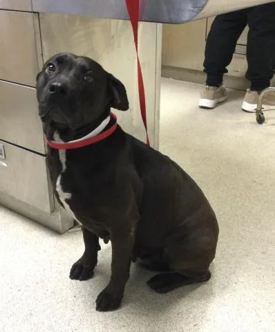 An adult medium-sized female Pit Bull Terrier dog named Ducky for adoption in Riverside, CA