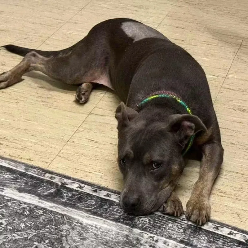 An adult medium-sized female Mixed Breed dog named Princess Sofia for adoption in Syracuse, NY