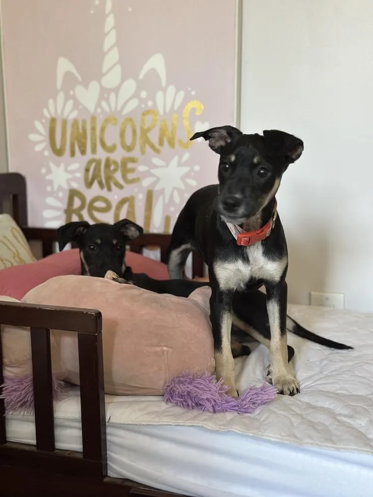 Violet Rose thumbnail 3