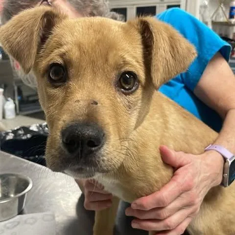 Nytewalker thumbnail 4