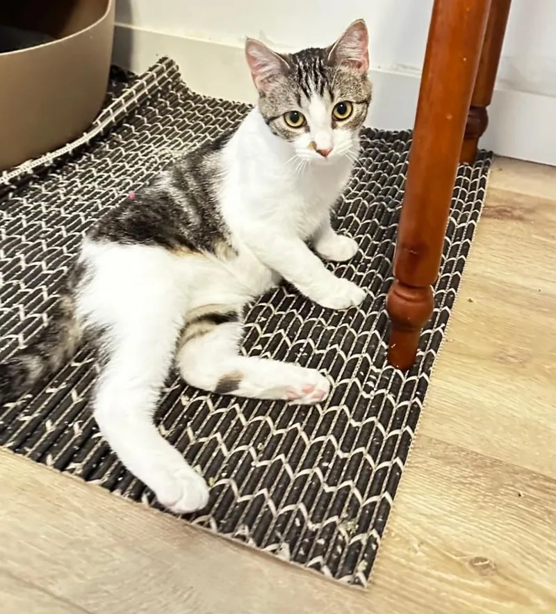 A baby medium-sized female Buff & White Domestic Short Hair cat named Genie for adoption in Lincoln, NE