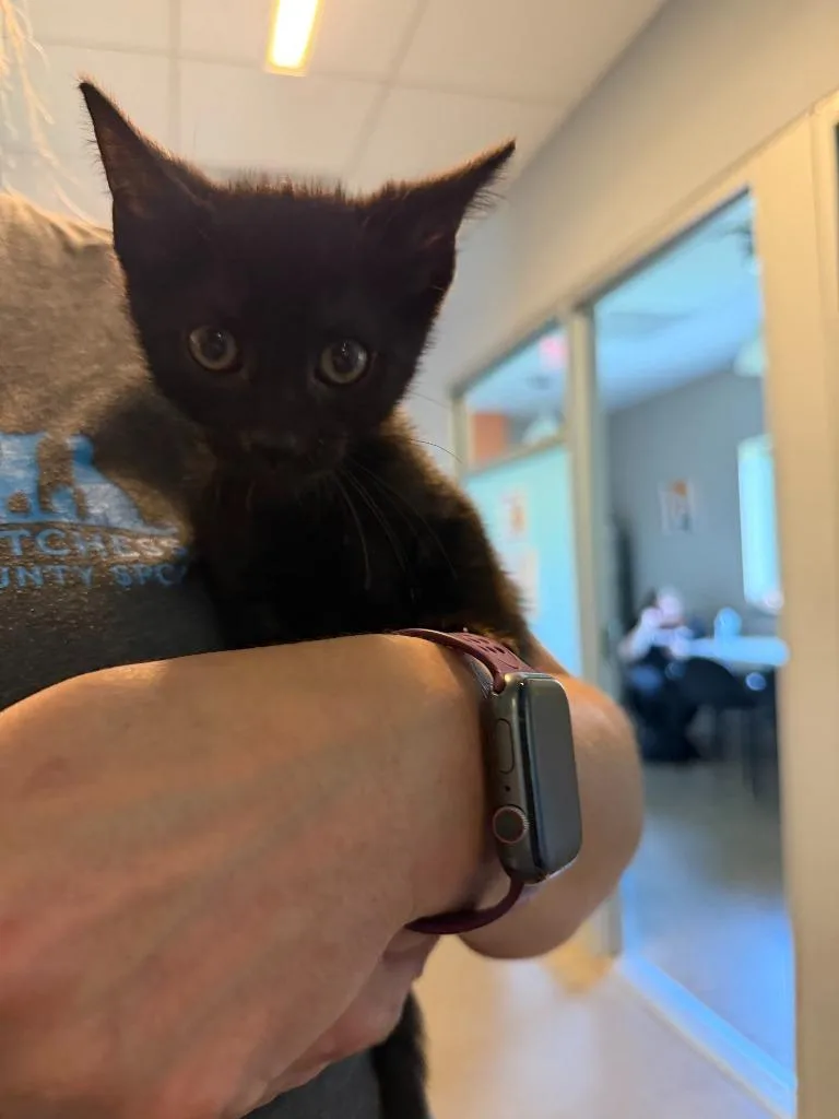 A baby small-sized male Domestic Short Hair cat named Camry for adoption in Hyde Park, NY