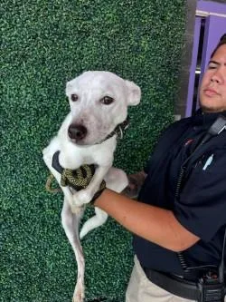 An adult small-sized female White / Cream Mixed Breed dog named Loki for adoption in El Paso, TX