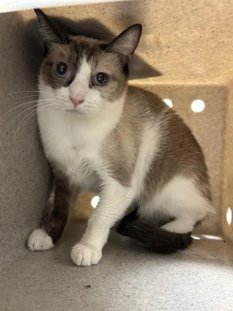 An adult large-sized female Domestic Short Hair cat named Cat Cat for adoption in Bakersfield, CA