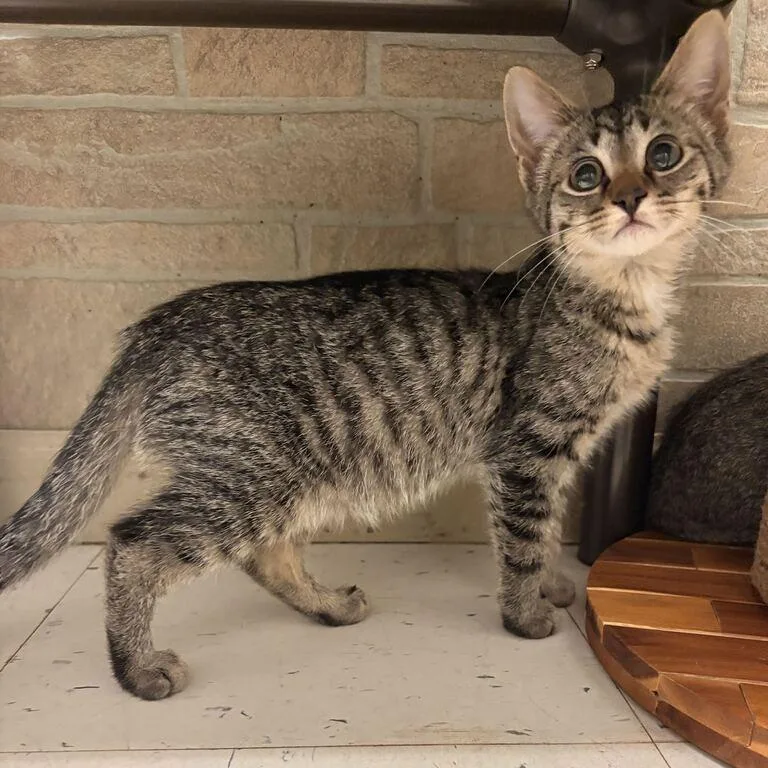 A baby small-sized male Brown / Chocolate Domestic Short Hair cat named Brunch for adoption in Davenport, IA