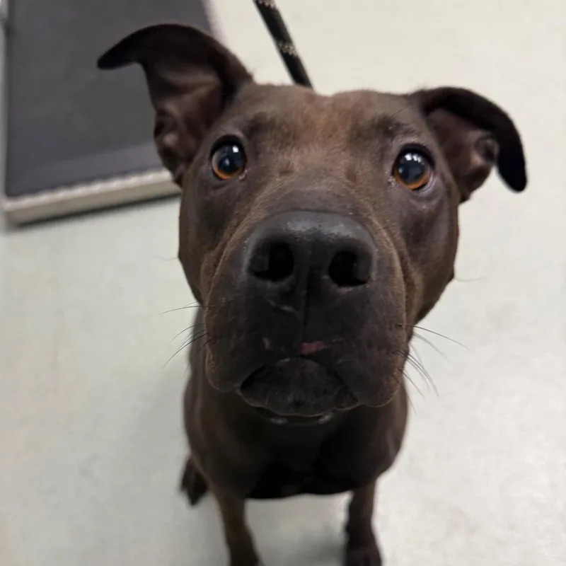 An adult medium-sized female Shar-Pei dog named Tootsie for adoption in Abilene, TX