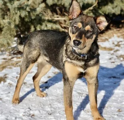 Magnolia thumbnail 2