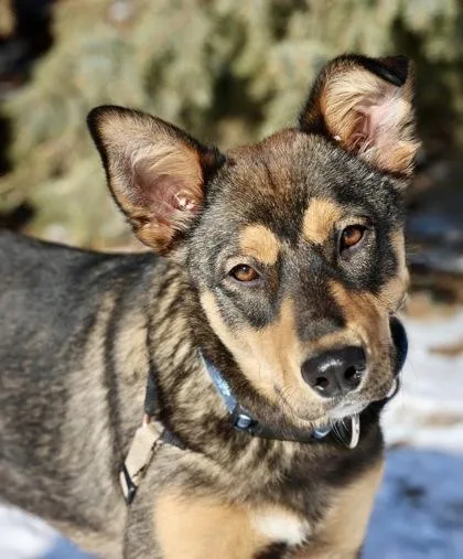 Magnolia thumbnail 3