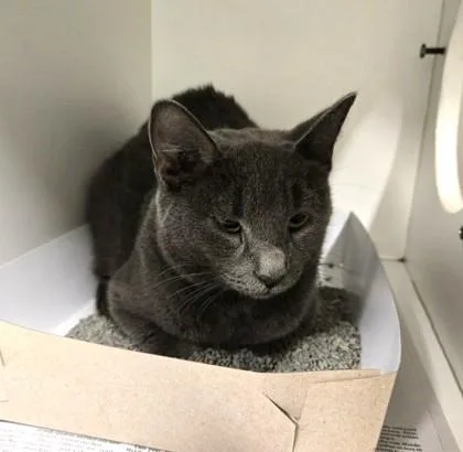 A young medium-sized female Gray / Blue / Silver Domestic Short Hair cat named Ashley for adoption in Phoenixville, PA