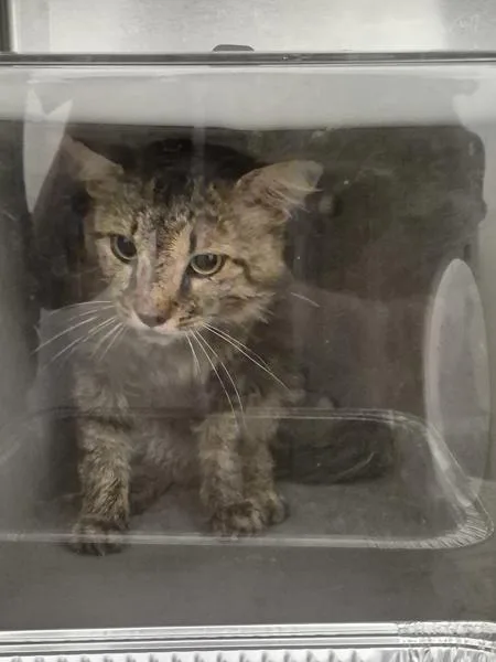 An adult large-sized male Domestic Medium Hair cat named Fb d for adoption in Lawrenceville, GA