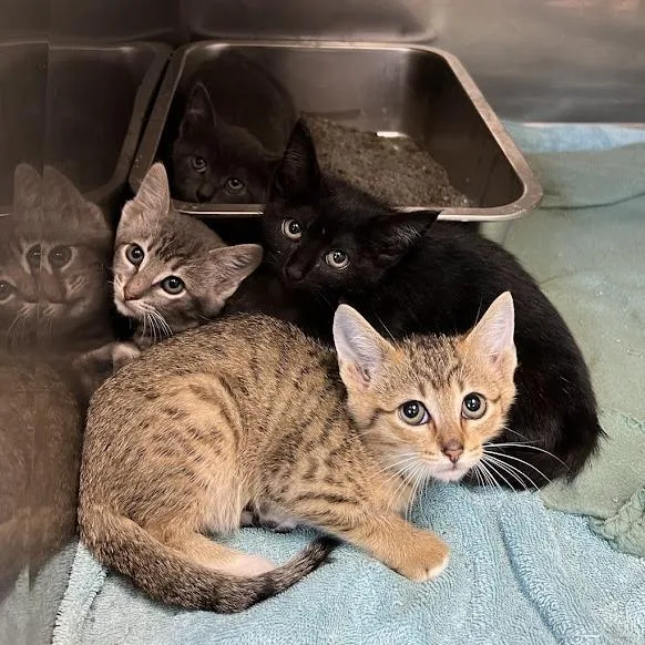 A baby small-sized male Gray / Blue / Silver Domestic Short Hair cat named Merlot for adoption in Redwood City, CA