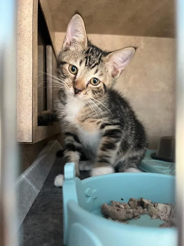 A baby small-sized male Domestic Short Hair cat named Finn for adoption in Tampa, FL