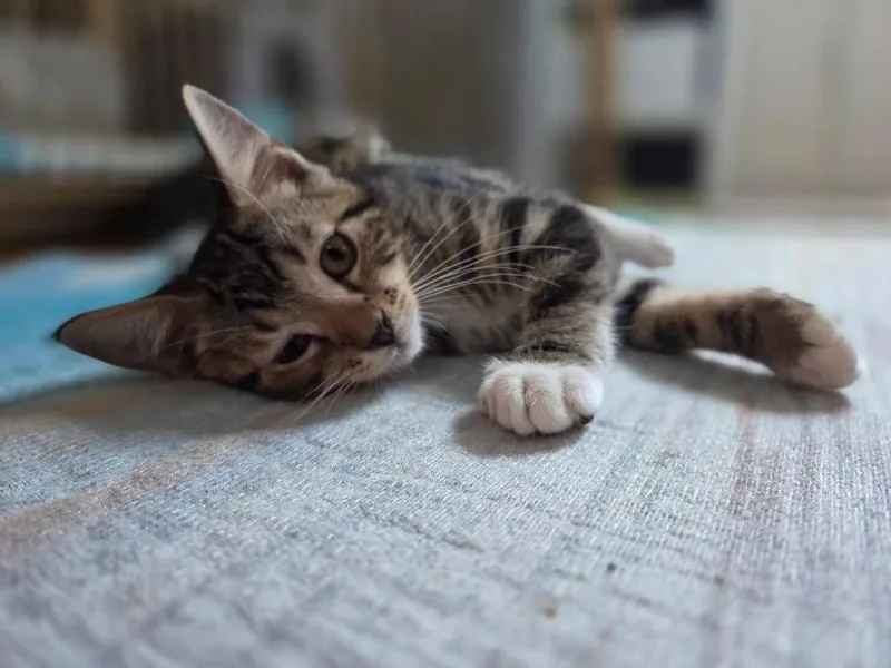 Finn thumbnail 3