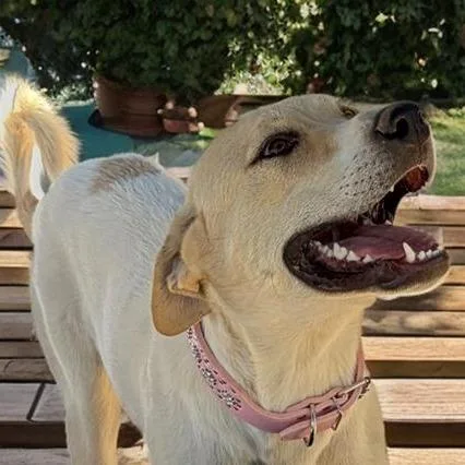 An adult large-sized female Yellow / Tan / Blond / Fawn Labrador Retriever dog named Carolyn for adoption in Kanab, UT
