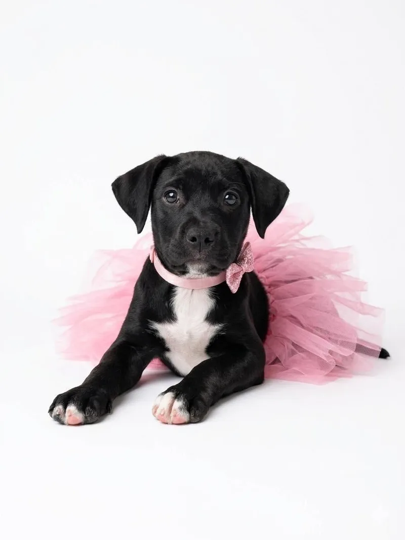 A young medium-sized female Black Pit Bull Terrier dog named Violet for adoption in Ossining, NY
