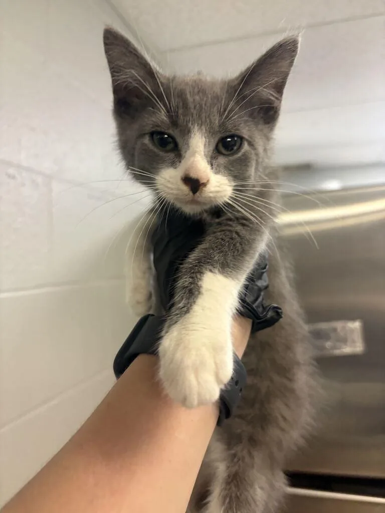 A young small-sized male Gray / Blue / Silver Domestic Short Hair cat named Soy for adoption in Cincinnati, OH