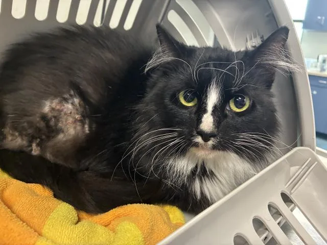 An adult large-sized female Domestic Long Hair cat named Izzy for adoption in Pensacola, FL