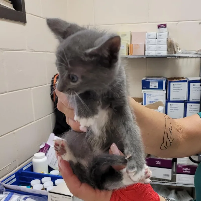 A baby small-sized male Gray / Blue / Silver Domestic Short Hair cat named 66184 for adoption in Lake Panasoffkee, FL