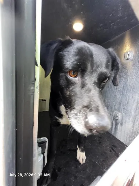 An adult large-sized male Labrador Retriever dog named Ferb for adoption in San Antonio, TX