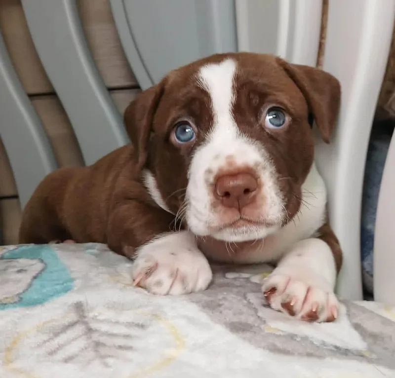 A baby large-sized male White / Cream Labrador Retriever dog named Chance for adoption in O'Fallon, MO