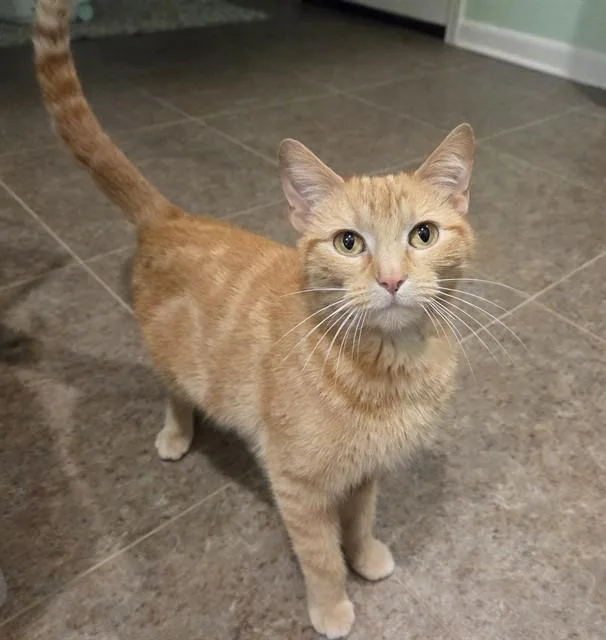 An adult medium-sized male Domestic Short Hair cat named Dorito for adoption in Omaha, NE