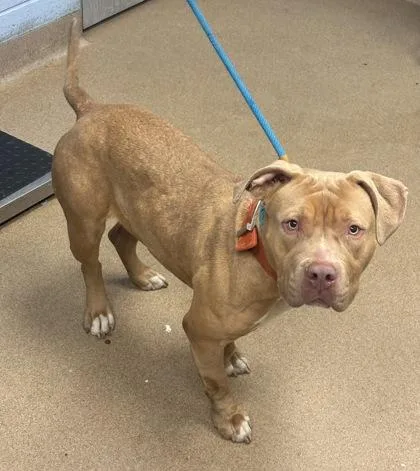 An adult large-sized female Mixed Breed dog named Sigrid for adoption in Chamblee, GA