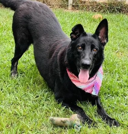 An adult large-sized female German Shepherd Dog dog named Mia $ for adoption in Seneca, SC