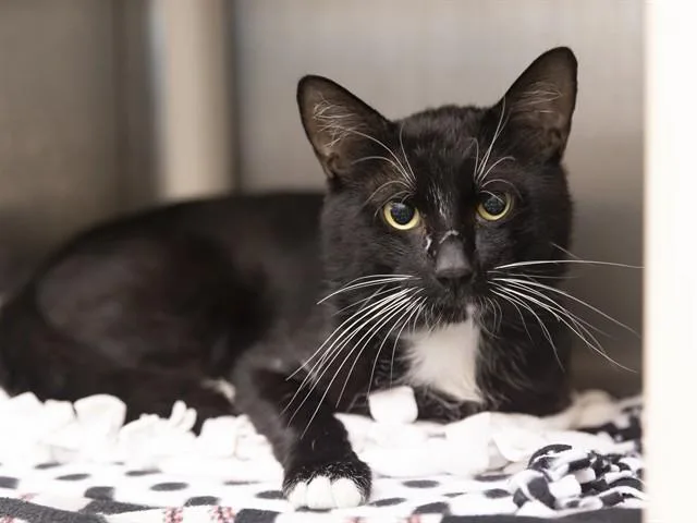 An adult small-sized male Domestic Short Hair cat named Cosmo for adoption in Phoenix, AZ