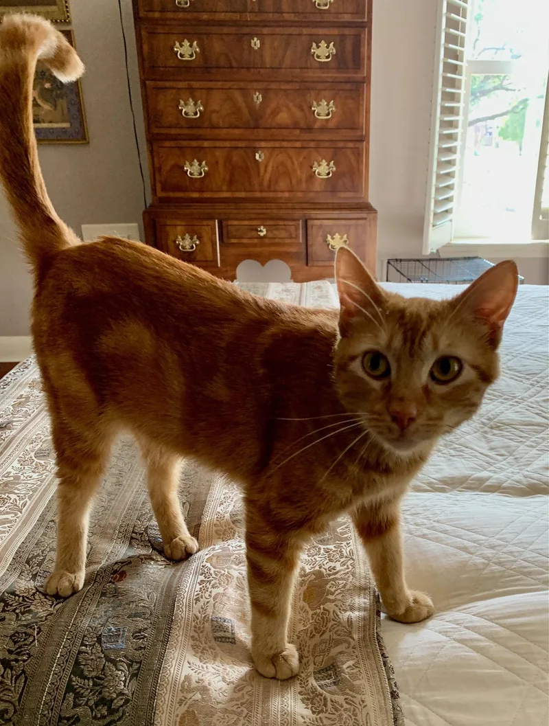 Sweet Flower  Purrfect thumbnail 2