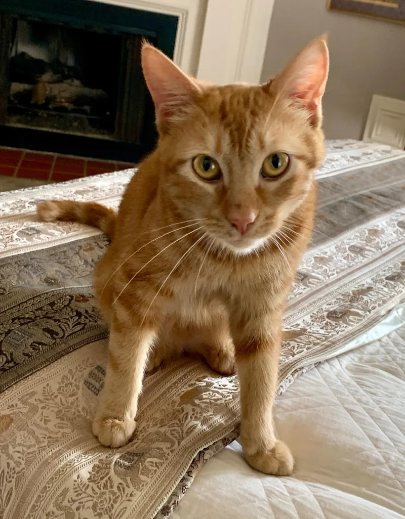 Sweet Flower  Purrfect thumbnail 3