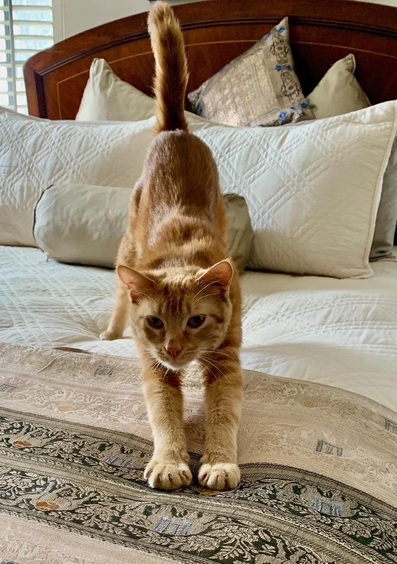 Sweet Flower  Purrfect thumbnail 4