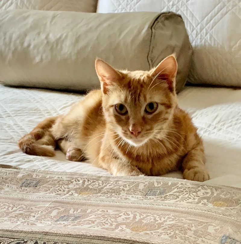 Sweet Flower  Purrfect