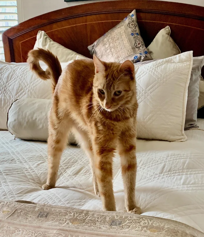 Sweet Flower  Purrfect thumbnail 5