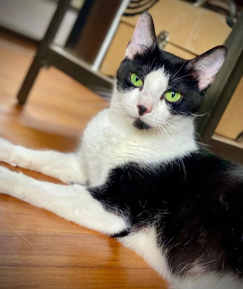An adult medium-sized female Black & White / Tuxedo Domestic Short Hair cat named Esmeralda for adoption in East hartford, CT