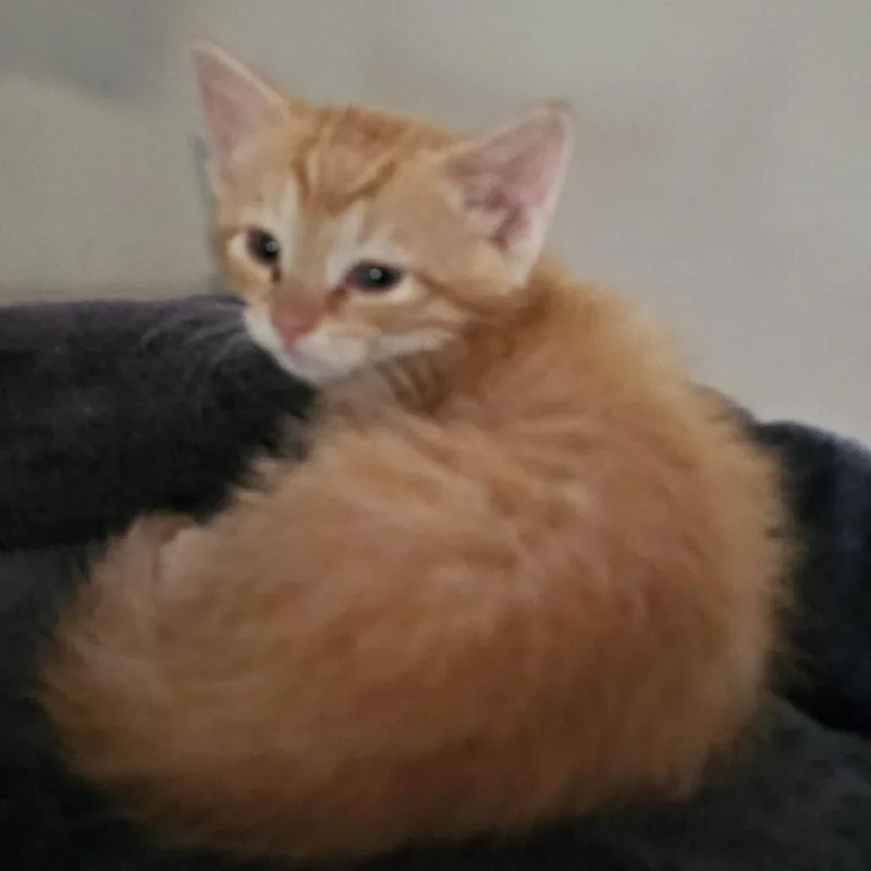 A baby small-sized male Orange / Red Domestic Short Hair cat named Flannel for adoption in Evensville, TN