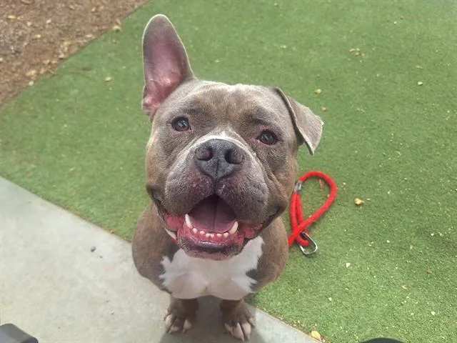 An adult large-sized male Staffordshire Bull Terrier dog named Brisket for adoption in Phoenix, AZ