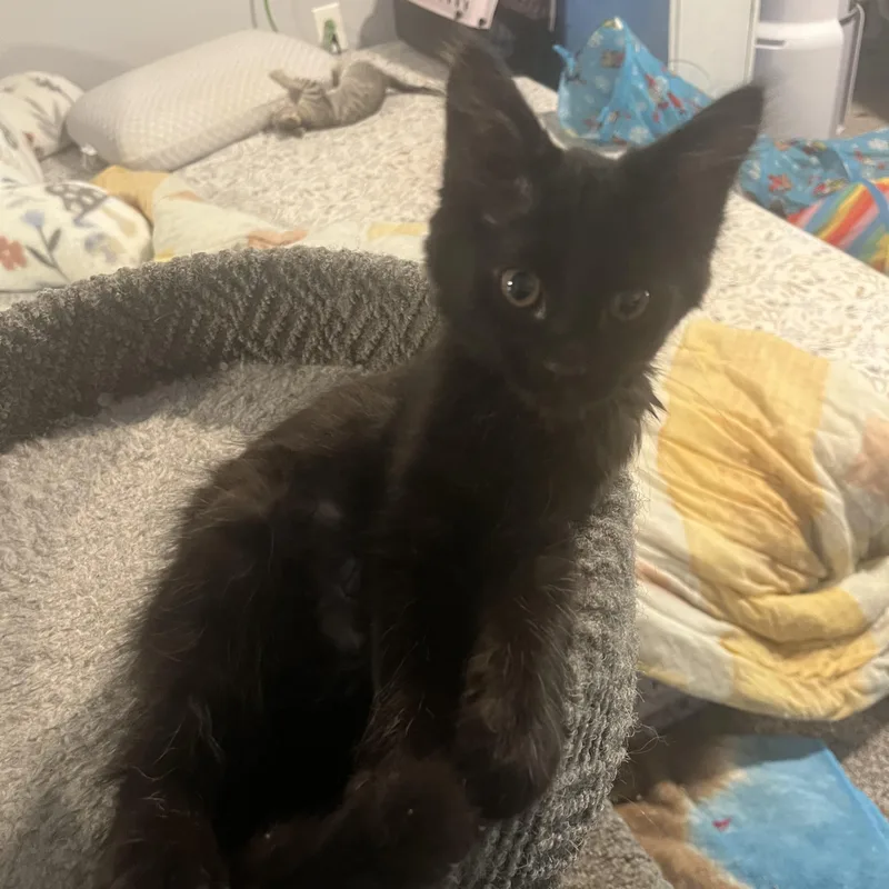 A baby medium-sized female Black Domestic Short Hair cat named Frijoles for adoption in Oakley, CA