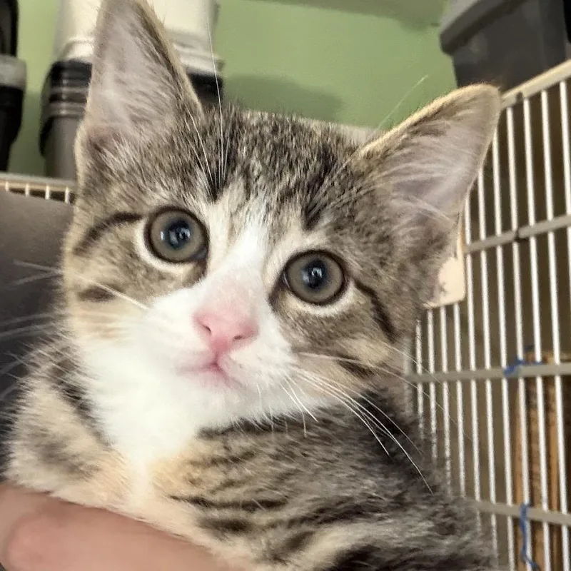 A baby small-sized male Brown / Chocolate Domestic Short Hair cat named John Smith for adoption in Calverton, NY