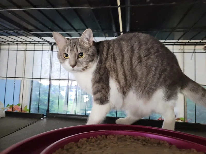 A young medium-sized female Domestic Short Hair cat named Gretta for adoption in Locust Grove, VA