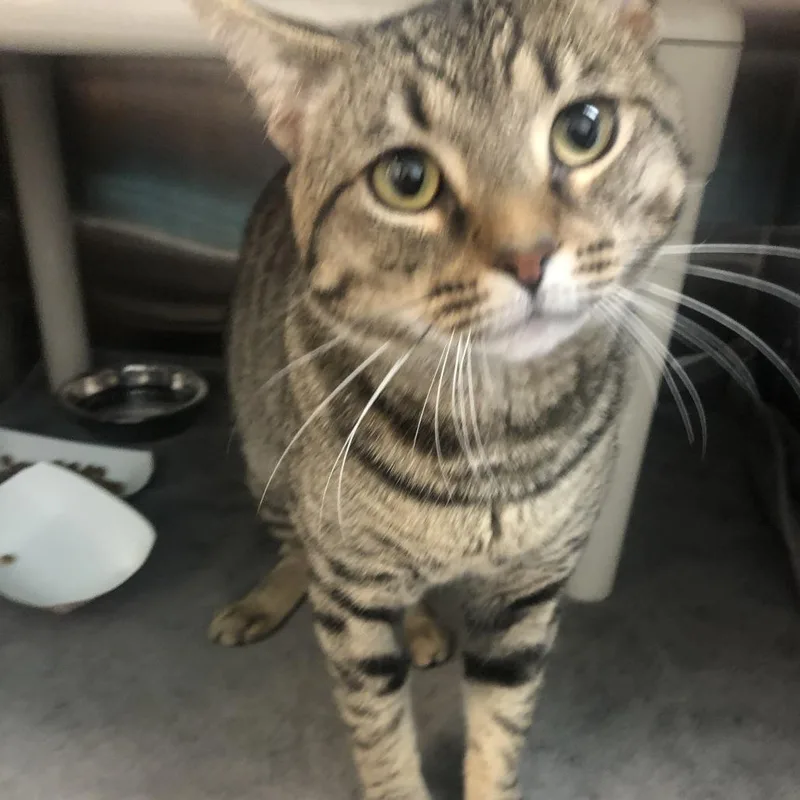 A senior large-sized male Brown / Chocolate Domestic Short Hair cat named Frederick for adoption in Philadelphia, PA