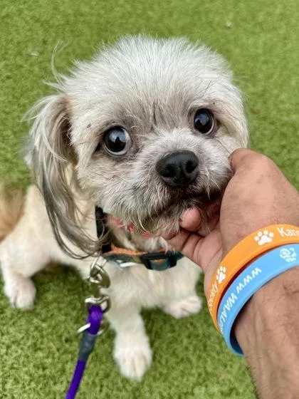 An adult small-sized male Mixed Breed dog named Einstein for adoption in Wichita, KS
