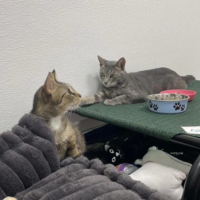 Beetle Juice thumbnail 2