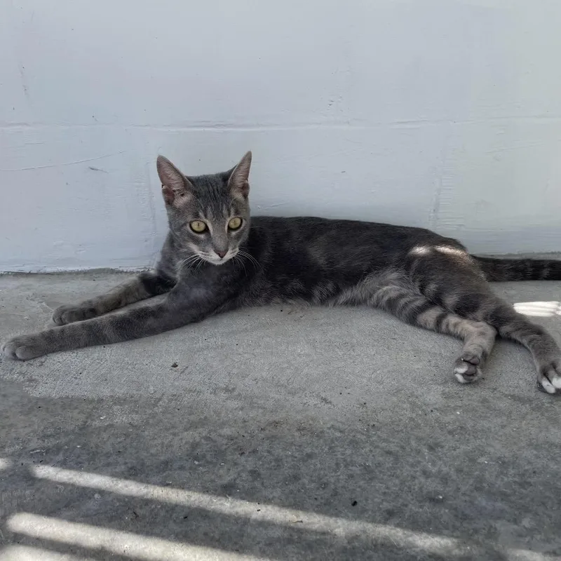 Beetle Juice thumbnail 3