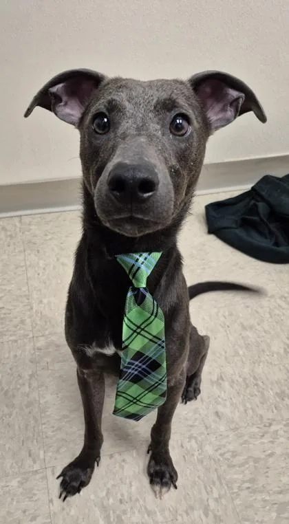 A young medium-sized male Black Mixed Breed dog named Kermit for adoption in Hamilton, OH