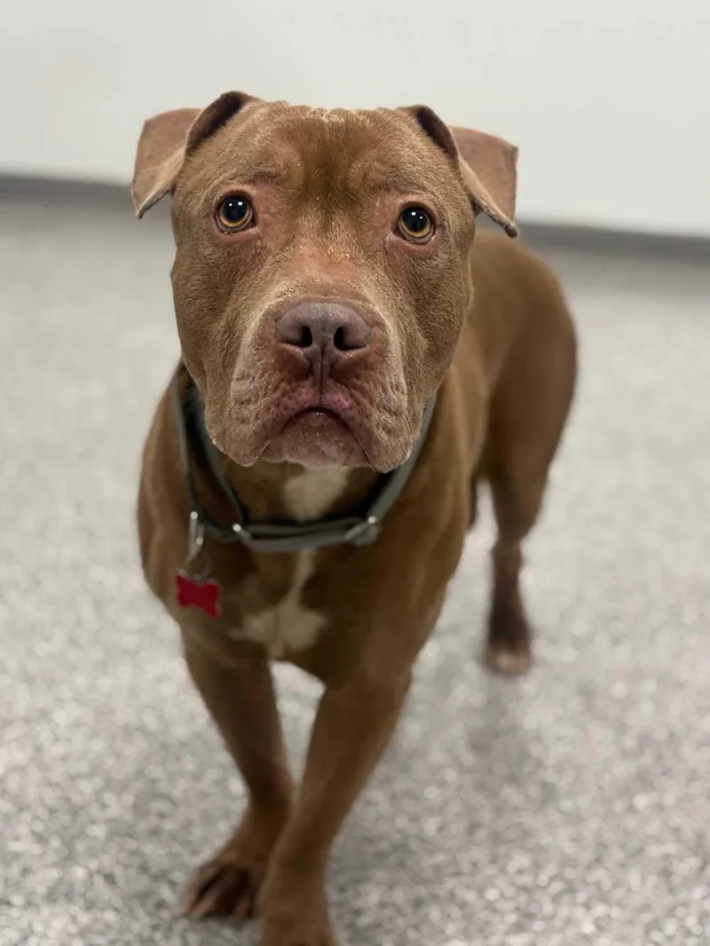 Pork Chop thumbnail 2